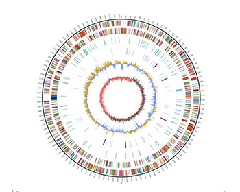 ȫWhole Genome Sequencing